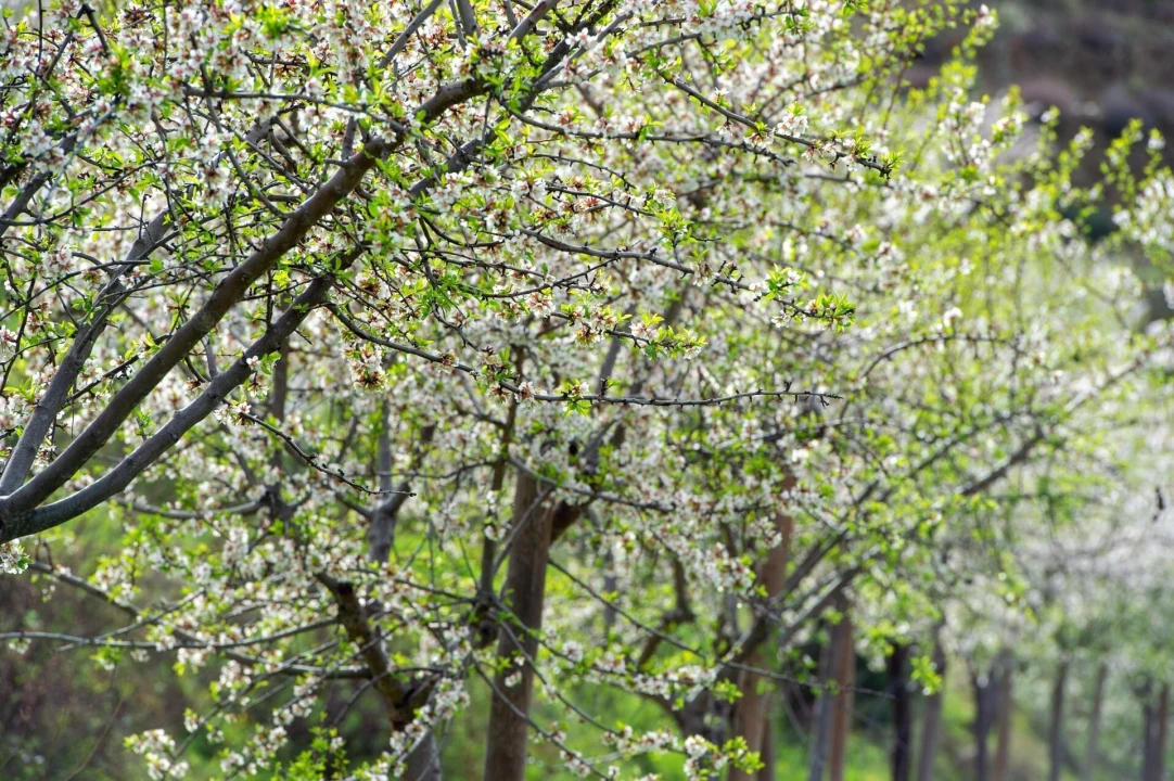 Quinta T3 para Venda em Vila Nova de Foz Côa Foto 27