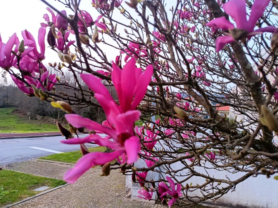 Prédio para Venda em São Pedro do Sul, Várzea e Baiões Foto 25