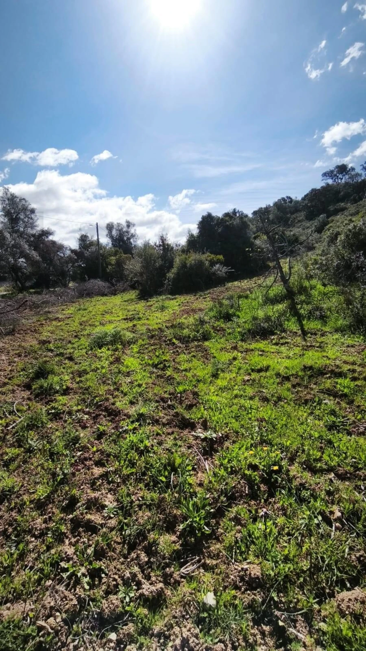 Terreno para Venda em Loule (São Clemente) Foto 12
