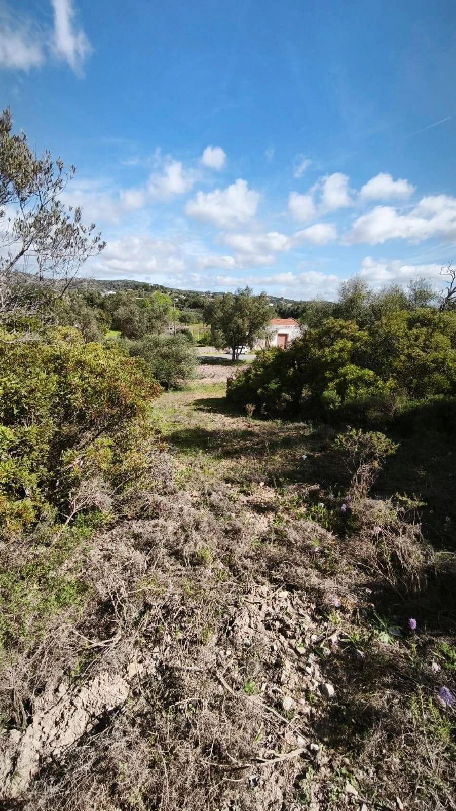 Terreno para Venda em Loule (São Clemente) Foto 17