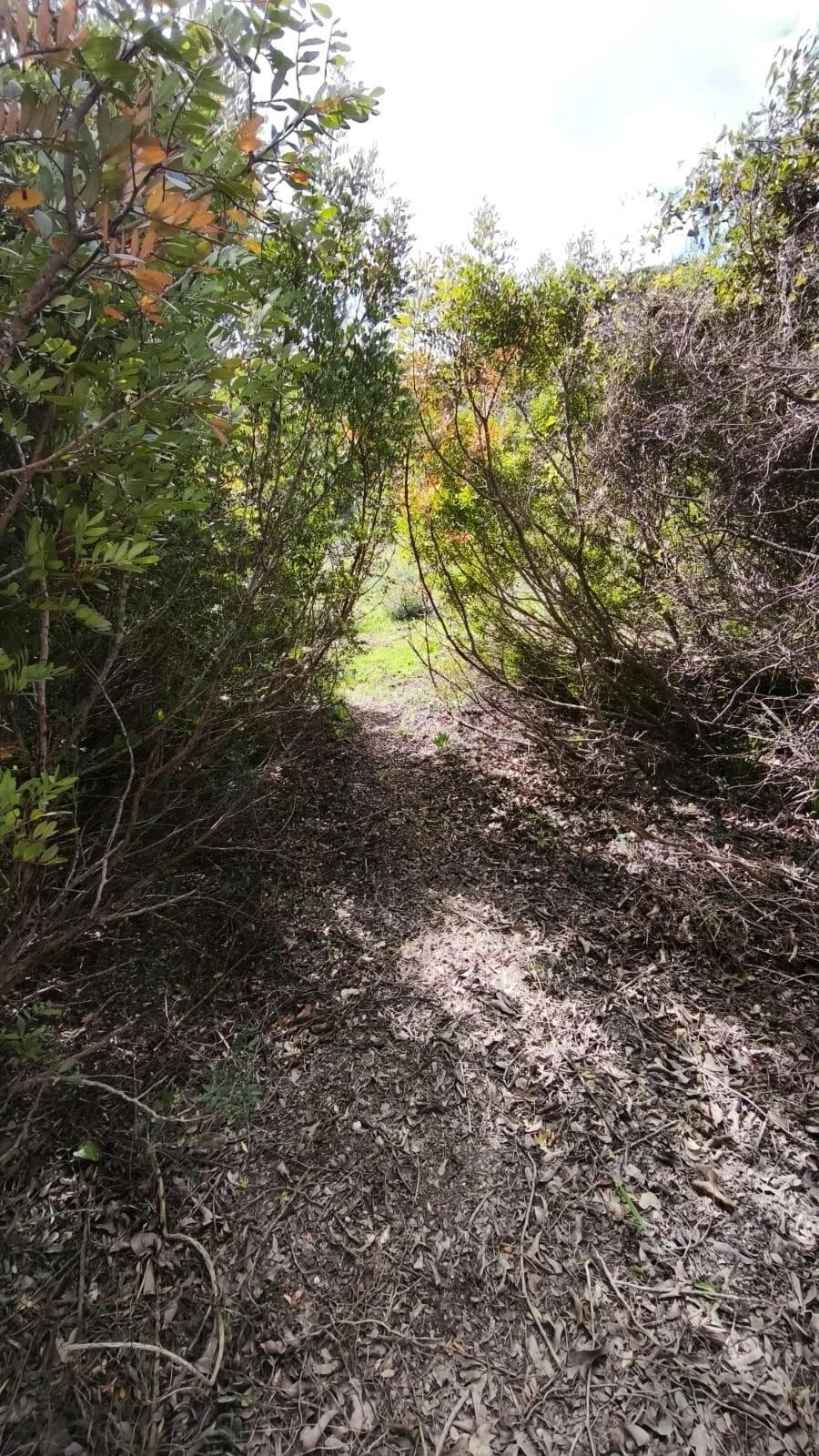 Terreno para Venda em Loule (São Clemente) Foto 27