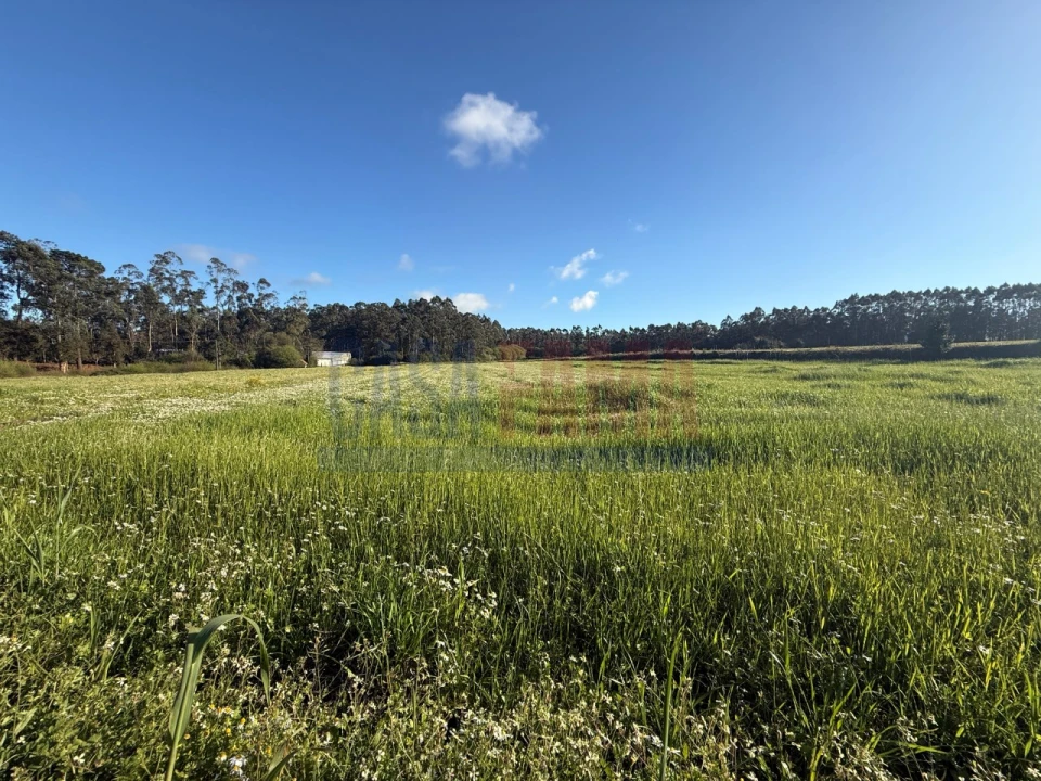 Terreno Agricola ou Rústico para Venda em Estela Foto 6
