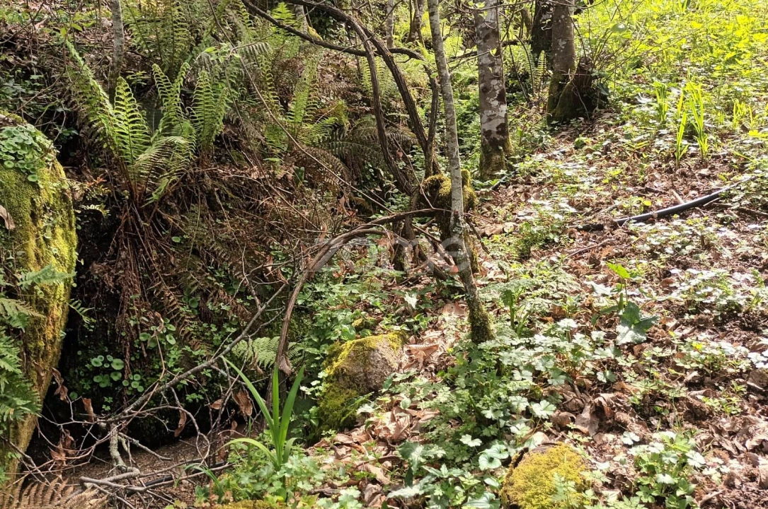 Terreno para Venda em Ventosa e Cova Foto 25