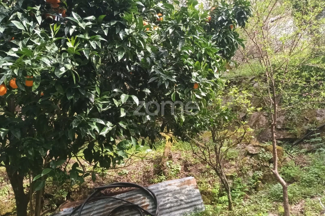 Terreno para Venda em Ventosa e Cova Foto 51