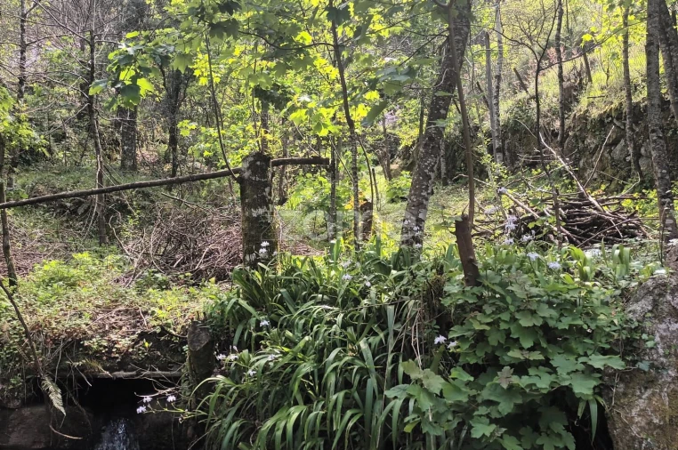 Terreno para Venda em Ventosa e Cova Foto 2