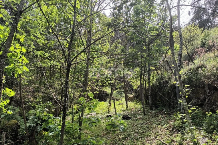 Terreno para Venda em Ventosa e Cova Foto 19