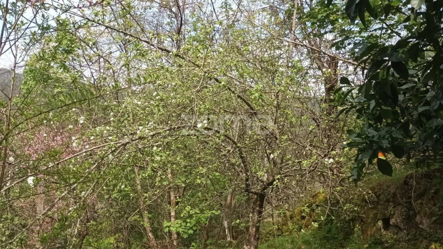 Terreno para Venda em Ventosa e Cova
