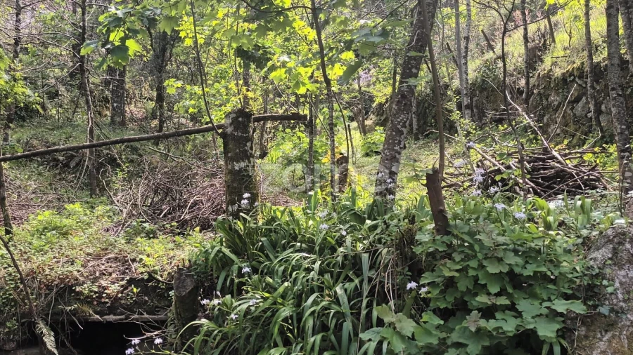 Terreno para Venda em Ventosa e Cova