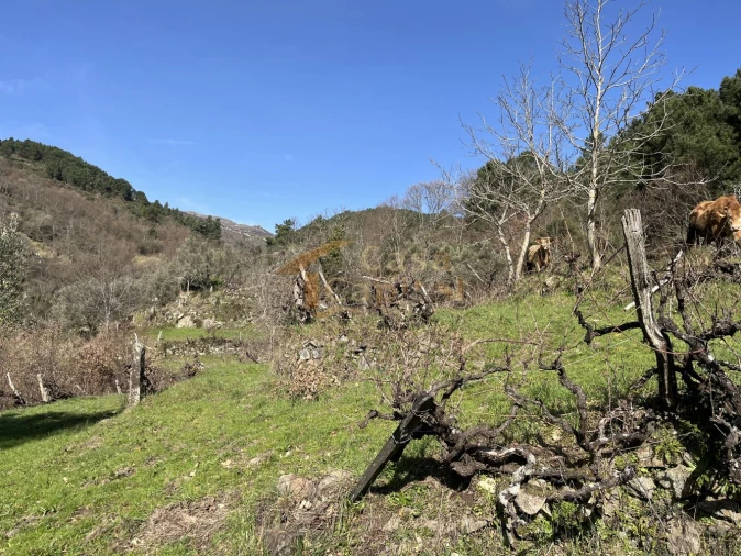 Quinta T0 para Venda em Mondrões Foto 17