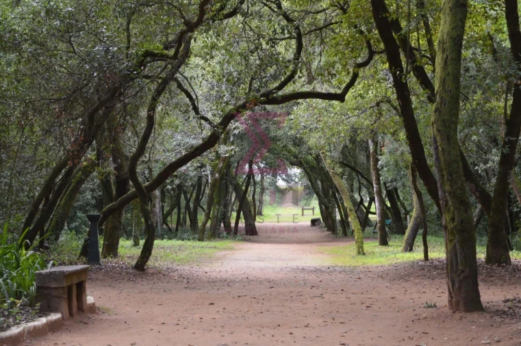 Moradia T2 para Venda em Roliça Foto 22