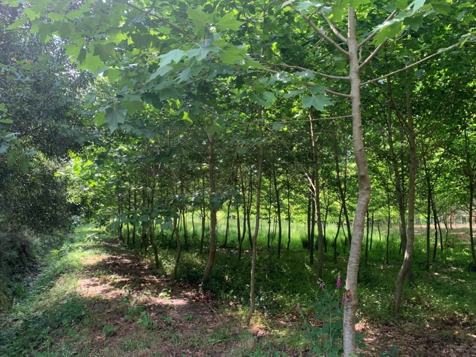 Terreno Agricola ou Rústico para Venda em Eixo e Eirol Foto 16