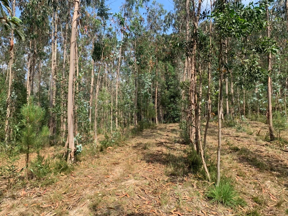 Terreno Agricola ou Rústico para Venda em Eixo e Eirol Foto 18