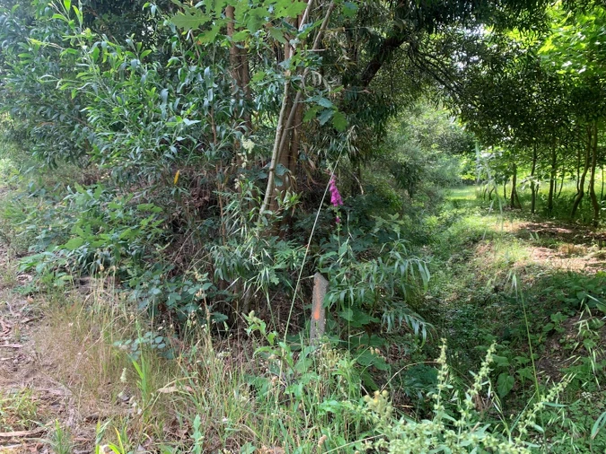 Terreno Agricola ou Rústico para Venda em Eixo e Eirol Foto 17