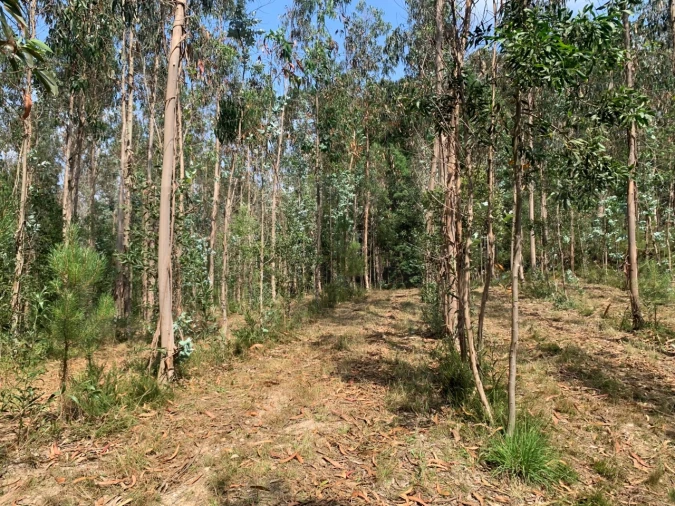Terreno Agricola ou Rústico para Venda em Eixo e Eirol Foto 18