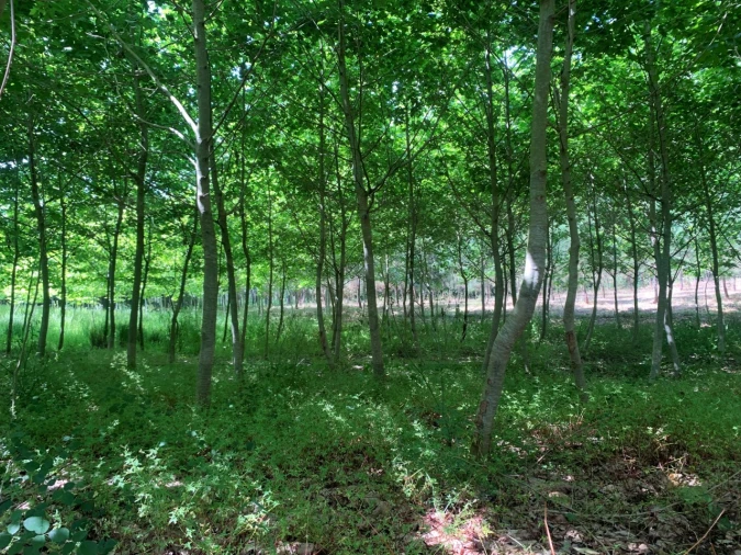 Terreno Agricola ou Rústico para Venda em Eixo e Eirol Foto 19