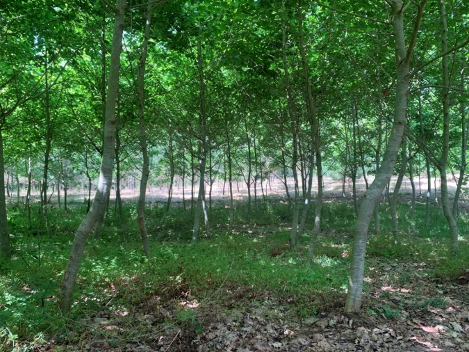 Terreno Agricola ou Rústico para Venda em Eixo e Eirol Foto 20