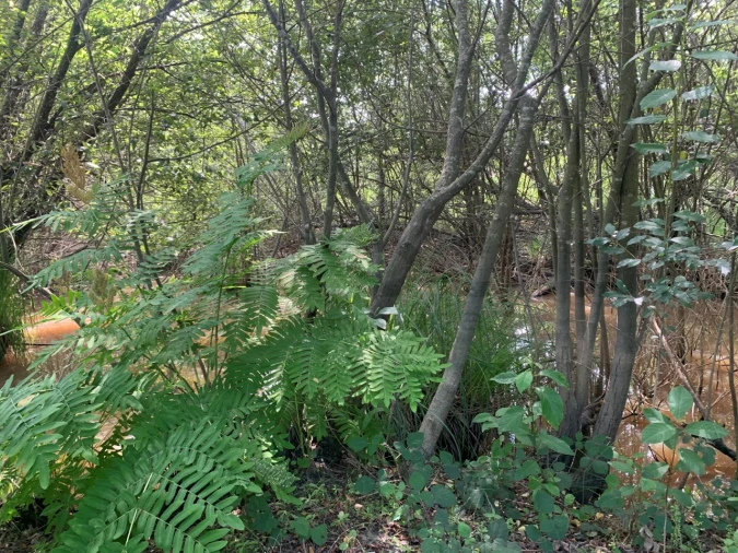 Terreno Agricola ou Rústico para Venda em Eixo e Eirol Foto 6