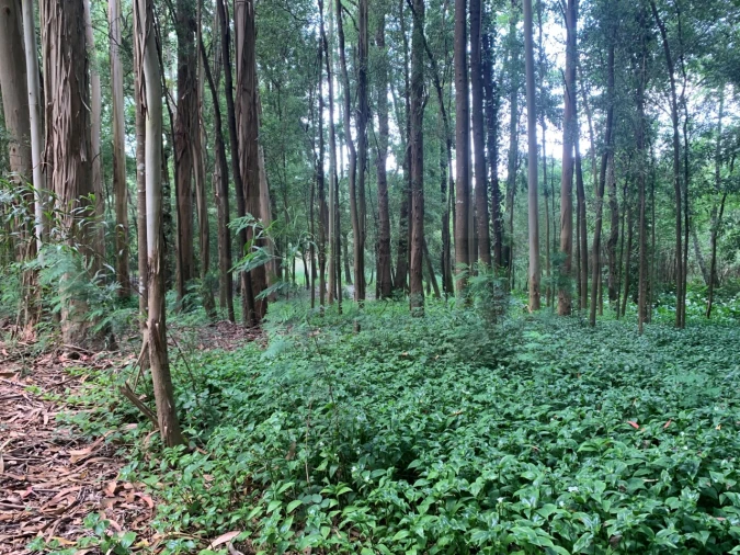 Terreno Agricola ou Rústico para Venda em Eixo e Eirol Foto 24