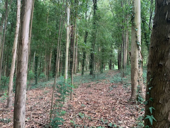 Terreno Agricola ou Rústico para Venda em Eixo e Eirol Foto 25