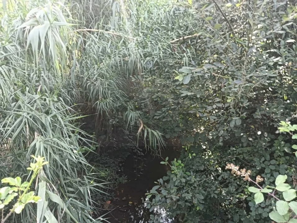 Terreno Agricola ou Rústico para Venda em Ouca Foto 6