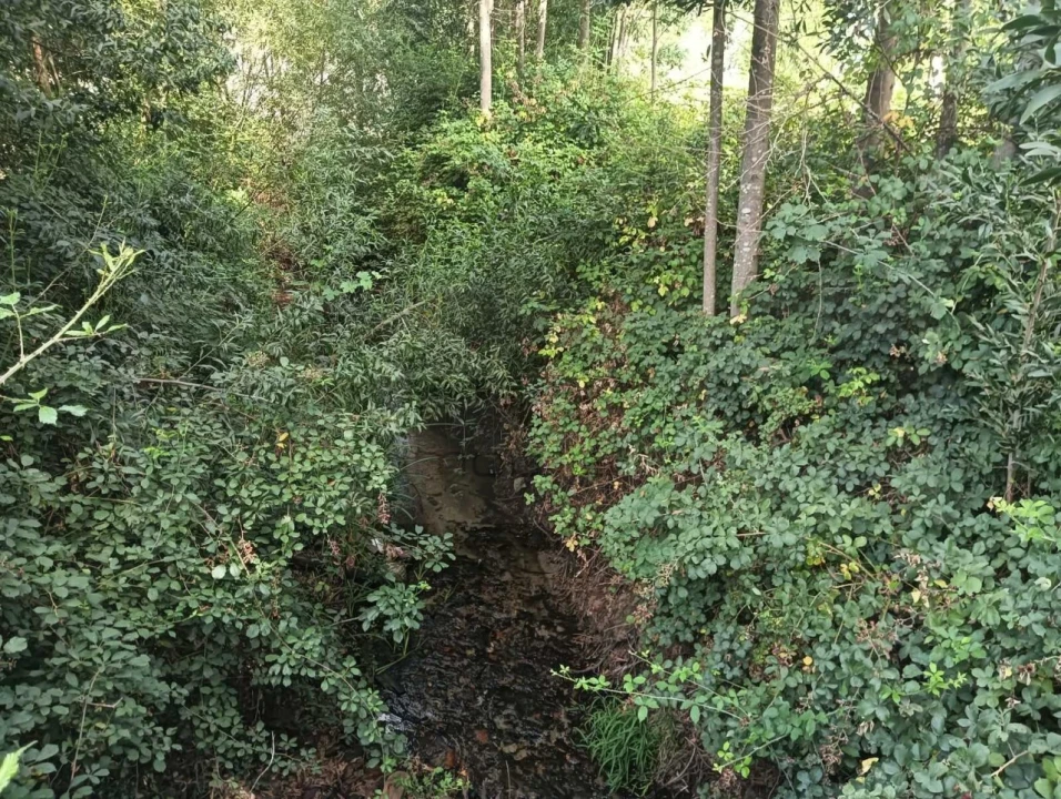 Terreno Agricola ou Rústico para Venda em Ouca Foto 7