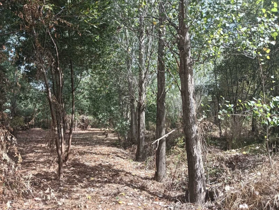 Terreno Agricola ou Rústico para Venda em Ouca Foto 9