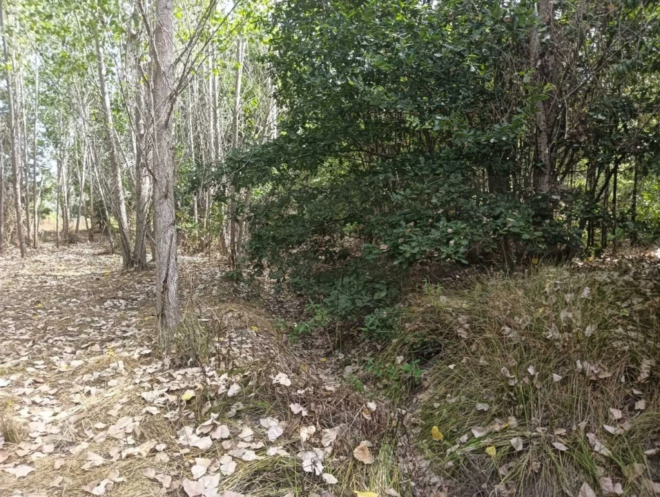Terreno Agricola ou Rústico para Venda em Ouca Foto 12