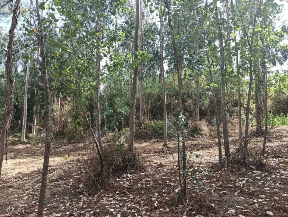 Terreno Agricola ou Rústico para Venda em Ouca Foto 14