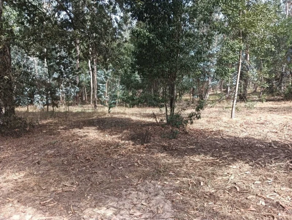 Terreno Agricola ou Rústico para Venda em Ouca Foto 19