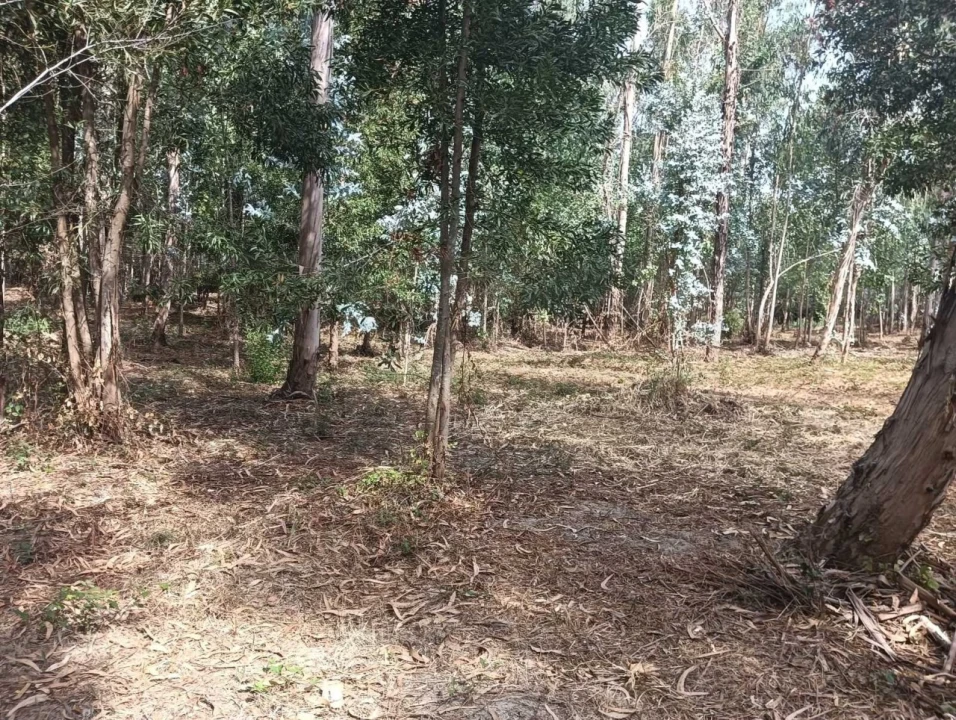Terreno Agricola ou Rústico para Venda em Ouca Foto 22