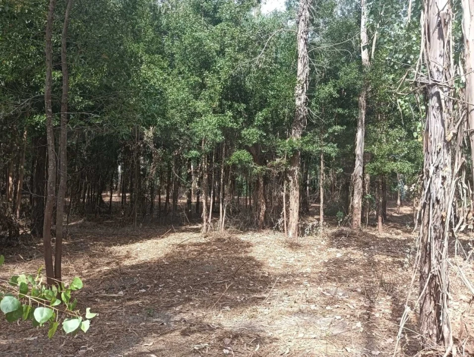 Terreno Agricola ou Rústico para Venda em Ouca Foto 25