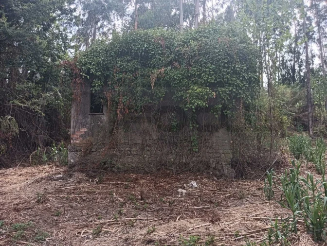Terreno Agricola ou Rústico para Venda em Ouca Foto 3