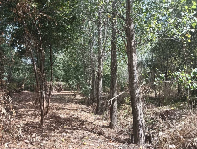 Terreno Agricola ou Rústico para Venda em Ouca Foto 9