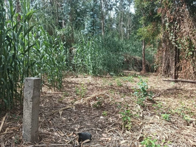 Terreno Agricola ou Rústico para Venda em Ouca Foto 10