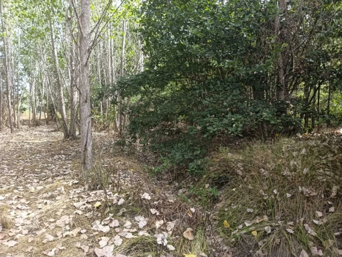 Terreno Agricola ou Rústico para Venda em Ouca Foto 12