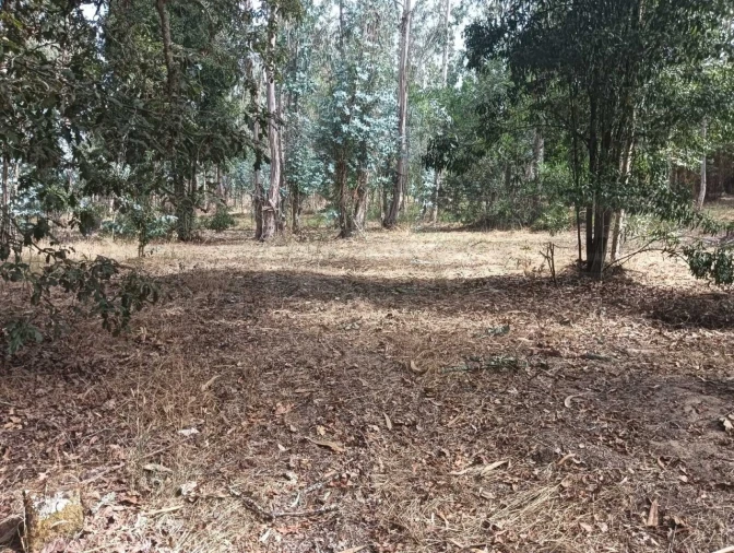 Terreno Agricola ou Rústico para Venda em Ouca Foto 18