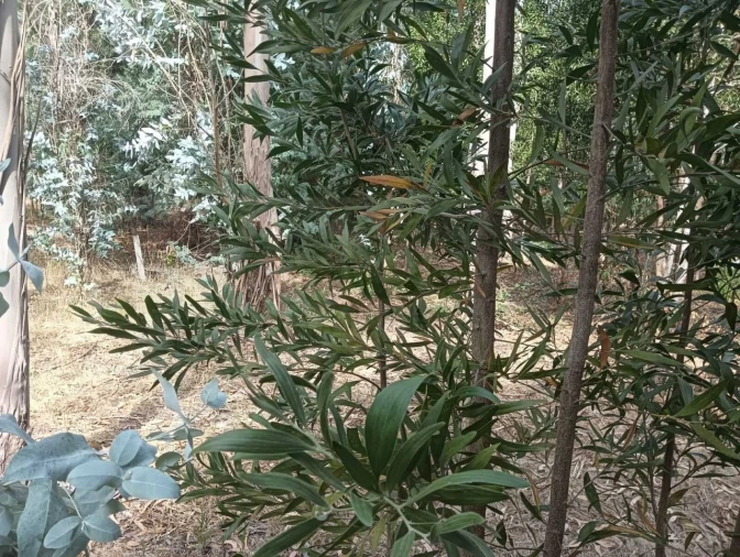 Terreno Agricola ou Rústico para Venda em Ouca Foto 21