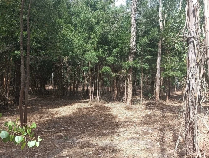 Terreno Agricola ou Rústico para Venda em Ouca Foto 25