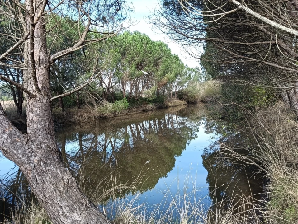 Terreno Agricola ou Rústico para Venda em Ouca Foto 3