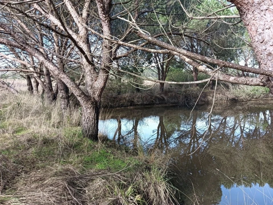 Terreno Agricola ou Rústico para Venda em Ouca Foto 4