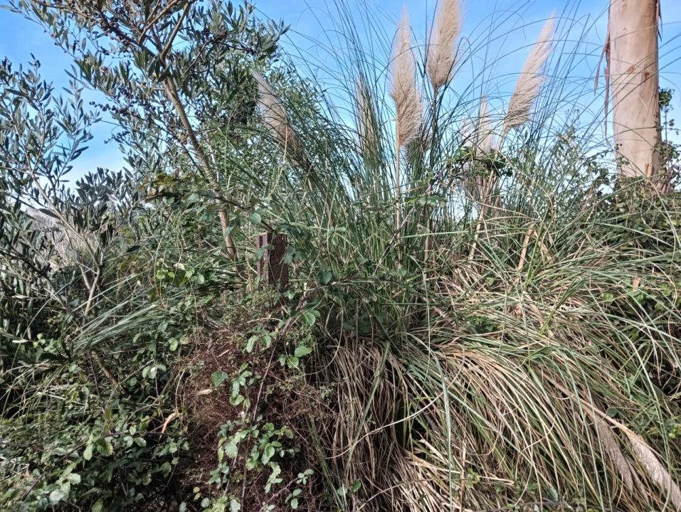 Terreno Agricola ou Rústico para Venda em Ouca Foto 17
