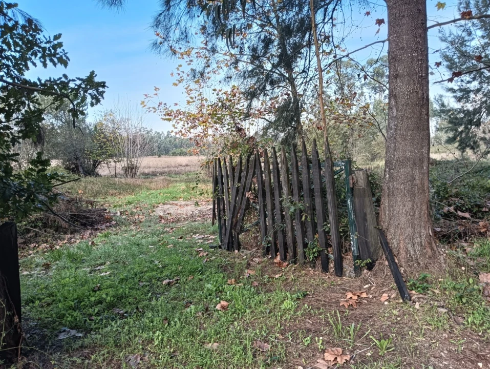 Terreno Agricola ou Rústico para Venda em Ouca Foto 21