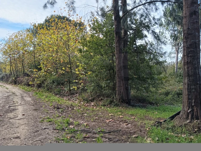 Terreno Agricola ou Rústico para Venda em Ouca Foto 6