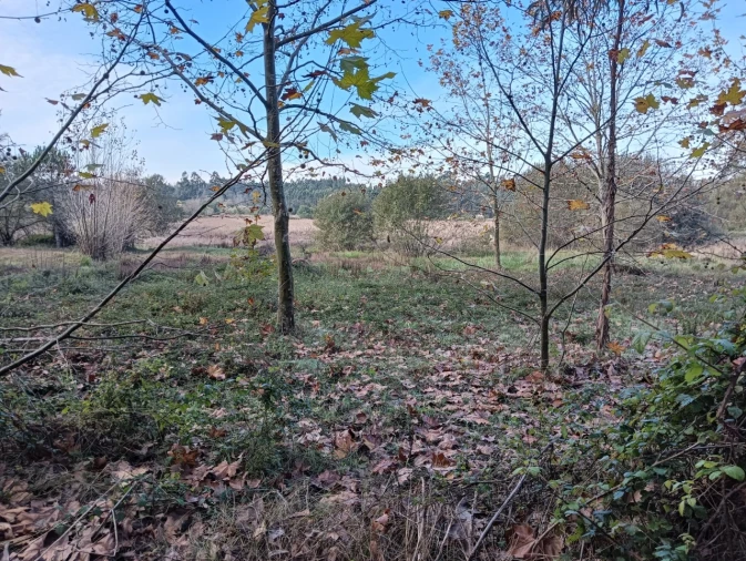 Terreno Agricola ou Rústico para Venda em Ouca Foto 9