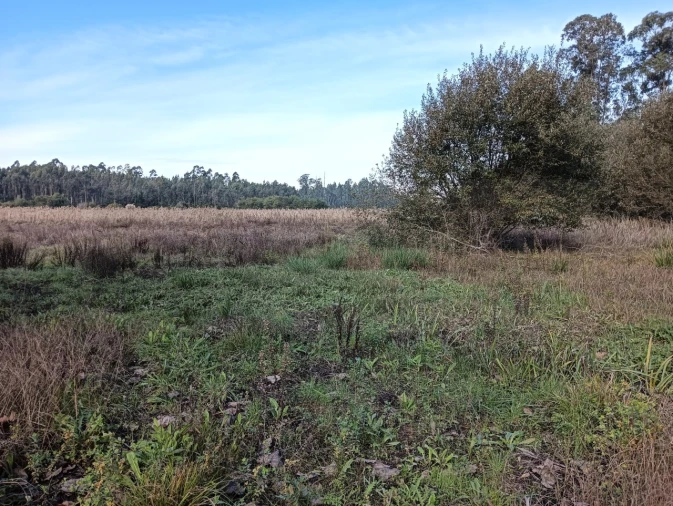 Terreno Agricola ou Rústico para Venda em Ouca Foto 12