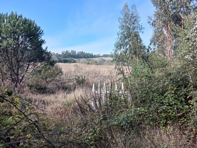 Terreno Agricola ou Rústico para Venda em Ouca Foto 16
