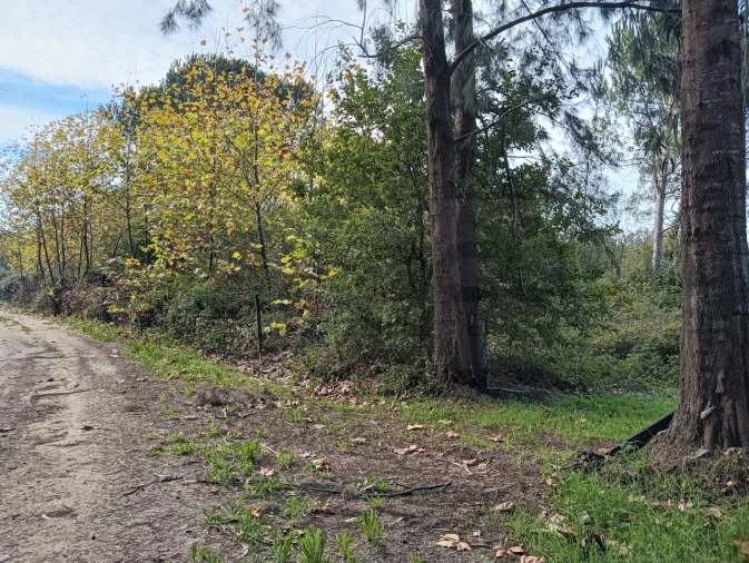Terreno Agricola ou Rústico para Venda em Ouca Foto 18