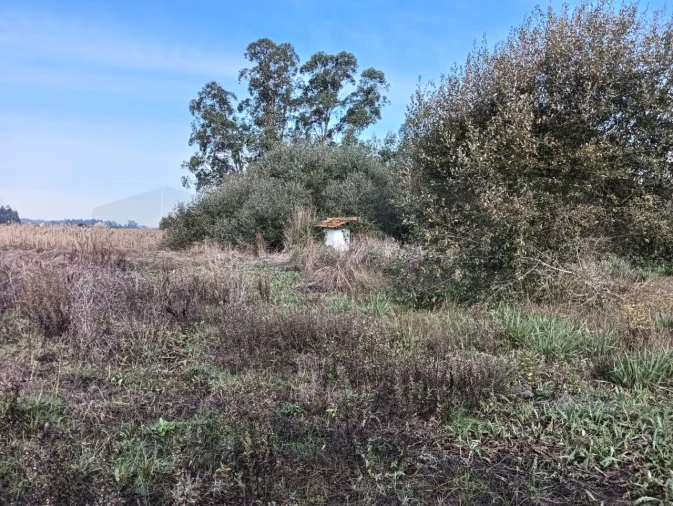 Terreno Agricola ou Rústico para Venda em Ouca Foto 22