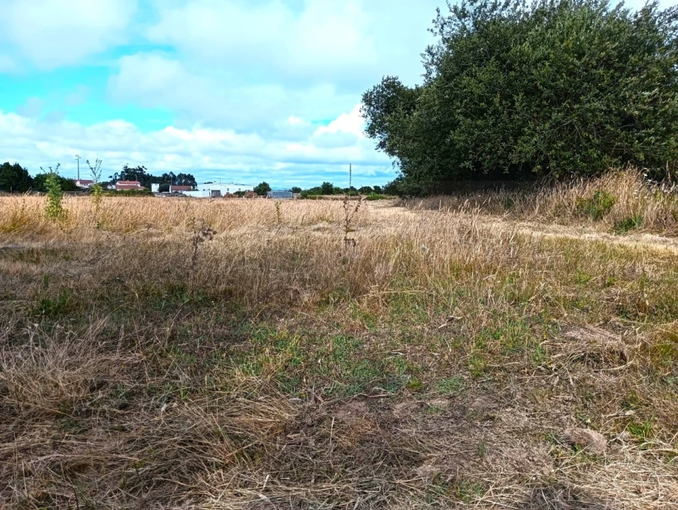 Terreno Agricola ou Rústico para Venda em Cacia Foto 3