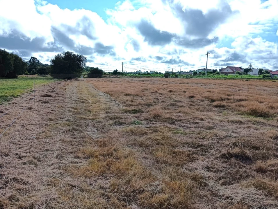 Terreno Agricola ou Rústico para Venda em Cacia Foto 12